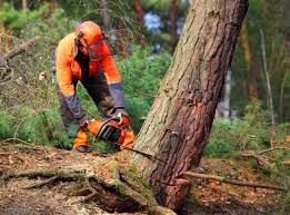 How Our Tree Care Process Works  in  Star City, AR